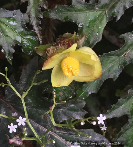 Perennials ~ Begonia lorentzonii (2018-142)~ Dancing Oaks Nursery and Gardens ~ Retail Nursery ~ Mail Order Nursery