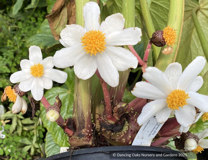 Perennials ~ Begonia macrantha AP 2018-32 ~ Dancing Oaks Nursery and Gardens ~ Retail Nursery ~ Mail Order Nursery