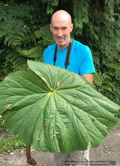 Perennials ~ Begonia macrantha AP 2018-32 ~ Dancing Oaks Nursery and Gardens ~ Retail Nursery ~ Mail Order Nursery