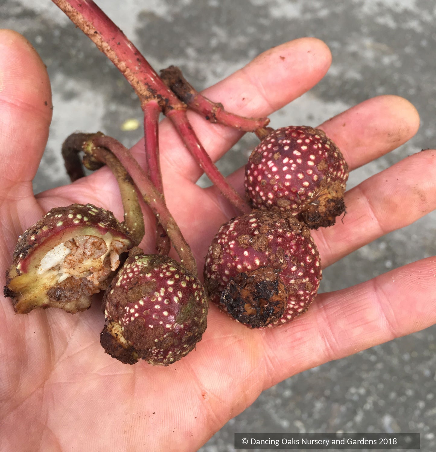 Begonia macrantha (AP 2018-32)