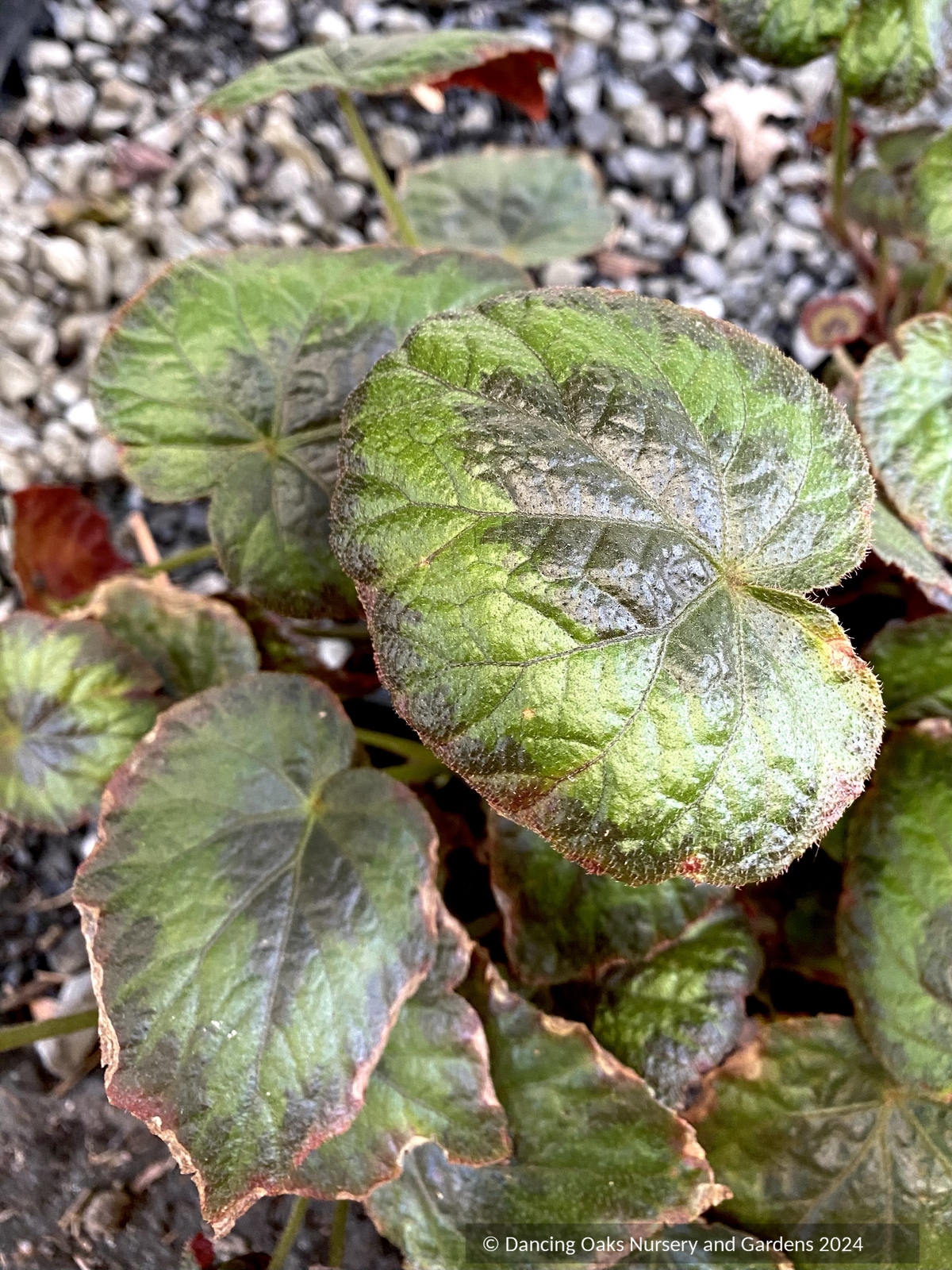 Perennials ~ Begonia thomsonii, begonia ~ Dancing Oaks Nursery and Gardens ~ Retail Nursery ~ Mail Order Nursery