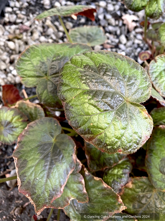 Perennials ~ Begonia thomsonii, begonia ~ Dancing Oaks Nursery and Gardens ~ Retail Nursery ~ Mail Order Nursery
