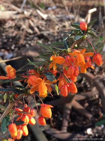Shrubs ~ Berberis linearifolia 'Orange King', Chilean barberry ~ Dancing Oaks Nursery and Gardens ~ Retail Nursery ~ Mail Order Nursery