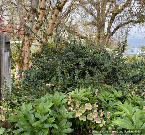 Shrubs ~ Berberis x gladwynensis 'William Penn', William Penn Barberry ~ Dancing Oaks Nursery and Gardens ~ Retail Nursery ~ Mail Order Nursery