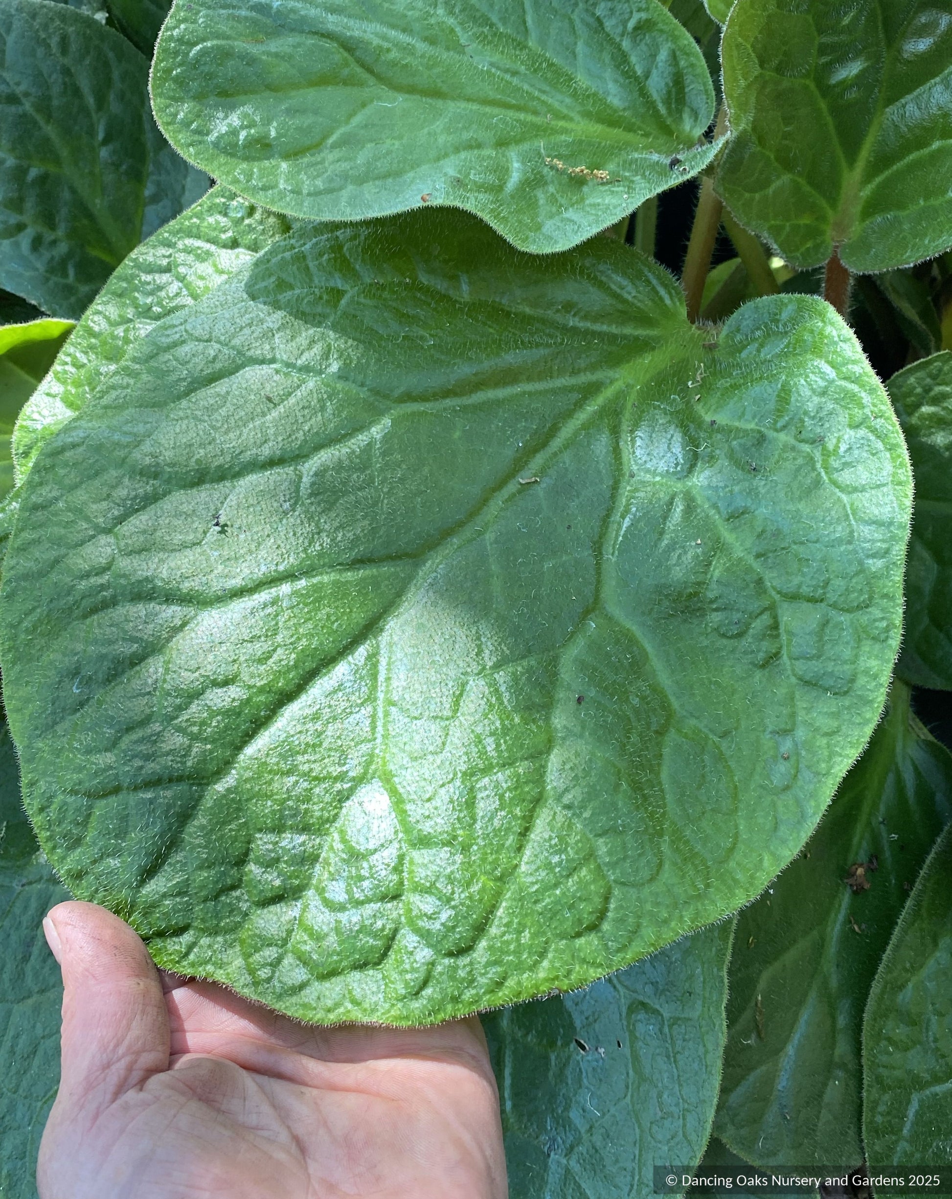 Perennials ~ Bergenia ciliata 'Dixter Form',  Great Dixter form Fringed Bergenia ~ Dancing Oaks Nursery and Gardens ~ Retail Nursery ~ Mail Order Nursery