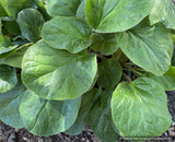 Perennials ~ Bergenia ciliata 'Dixter Form',  Great Dixter form Fringed Bergenia ~ Dancing Oaks Nursery and Gardens ~ Retail Nursery ~ Mail Order Nursery