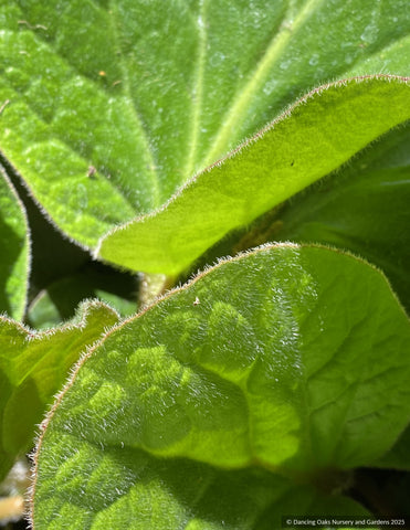 Perennials ~ Bergenia ciliata 'Dixter Form',  Great Dixter form Fringed Bergenia ~ Dancing Oaks Nursery and Gardens ~ Retail Nursery ~ Mail Order Nursery