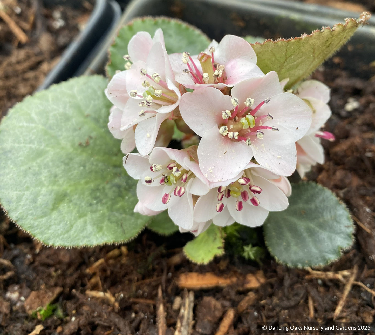 Perennials ~ Bergenia ciliata 'Dixter Form',  Great Dixter form Fringed Bergenia ~ Dancing Oaks Nursery and Gardens ~ Retail Nursery ~ Mail Order Nursery