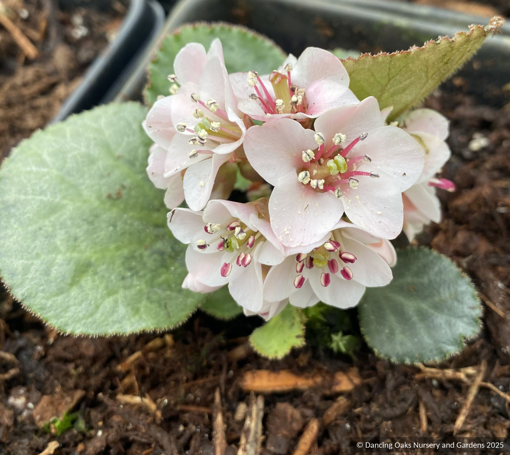 Perennials ~ Bergenia ciliata 'Dixter Form',  Great Dixter form Fringed Bergenia ~ Dancing Oaks Nursery and Gardens ~ Retail Nursery ~ Mail Order Nursery