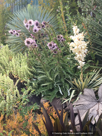 Perennials ~ Berkheya purpurea seedlings, South African Thistle ~ Dancing Oaks Nursery and Gardens ~ Retail Nursery ~ Mail Order Nursery