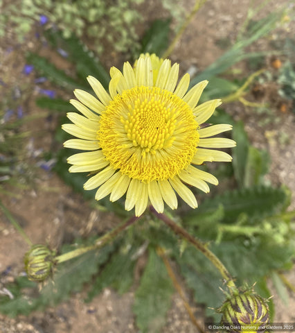 Perennials ~ Berkheya radula, South African thistle ~ Dancing Oaks Nursery and Gardens ~ Retail Nursery ~ Mail Order Nursery