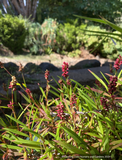 Perennials ~ Bistorta emodi MD97 (syn. Persicaria emodi) ~ Dancing Oaks Nursery and Gardens ~ Retail Nursery ~ Mail Order Nursery