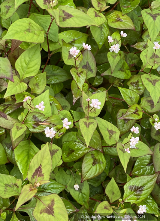 Perennials ~ Persicaria tenuicaulis 'Langhorn's Variety', Fleeceflower ~ Dancing Oaks Nursery and Gardens ~ Retail Nursery ~ Mail Order Nursery