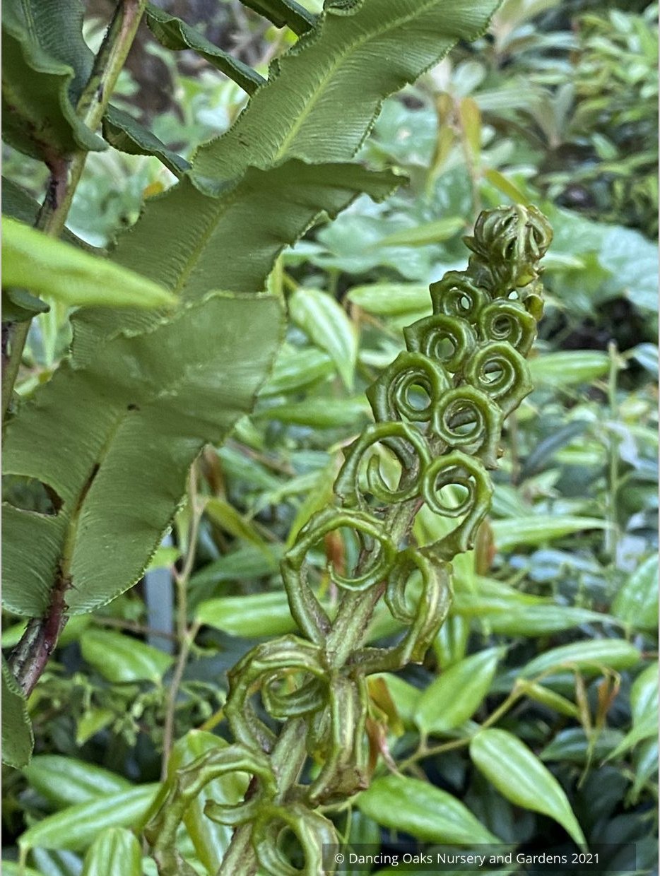 Ferns ~ Blechnum chilense, Chilean Hard Fern - Dancing Oaks Nursery and Gardens ~ Dancing Oaks Nursery and Gardens ~ Retail Nursery ~ Mail Order Nursery