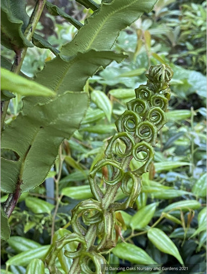 Ferns ~ Blechnum chilense, Chilean Hard Fern - Dancing Oaks Nursery and Gardens ~ Dancing Oaks Nursery and Gardens ~ Retail Nursery ~ Mail Order Nursery
