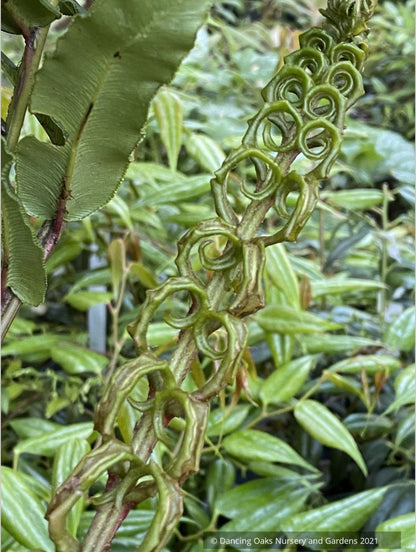 Ferns ~ Blechnum chilense, Chilean Hard Fern - Dancing Oaks Nursery and Gardens ~ Dancing Oaks Nursery and Gardens ~ Retail Nursery ~ Mail Order Nursery