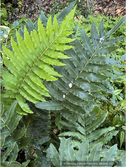 Ferns ~ Blechnum chilense, Chilean Hard Fern - Dancing Oaks Nursery and Gardens ~ Dancing Oaks Nursery and Gardens ~ Retail Nursery ~ Mail Order Nursery
