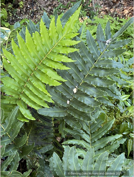 Ferns ~ Blechnum chilense, Chilean Hard Fern - Dancing Oaks Nursery and Gardens ~ Dancing Oaks Nursery and Gardens ~ Retail Nursery ~ Mail Order Nursery