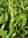 Struthiopteris spicant (syn. Blechnum spicant), Deer Fern