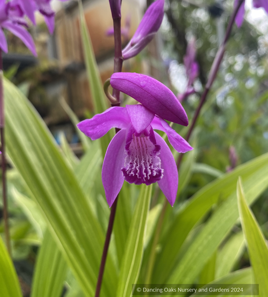 Perennials ~ Bletilla striata 'Albostriata', Chinese Ground Orchid ~ Dancing Oaks Nursery and Gardens ~ Retail Nursery ~ Mail Order Nursery