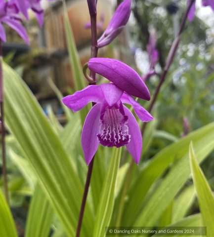 Perennials ~ Bletilla striata 'Albostriata', Chinese Ground Orchid ~ Dancing Oaks Nursery and Gardens ~ Retail Nursery ~ Mail Order Nursery