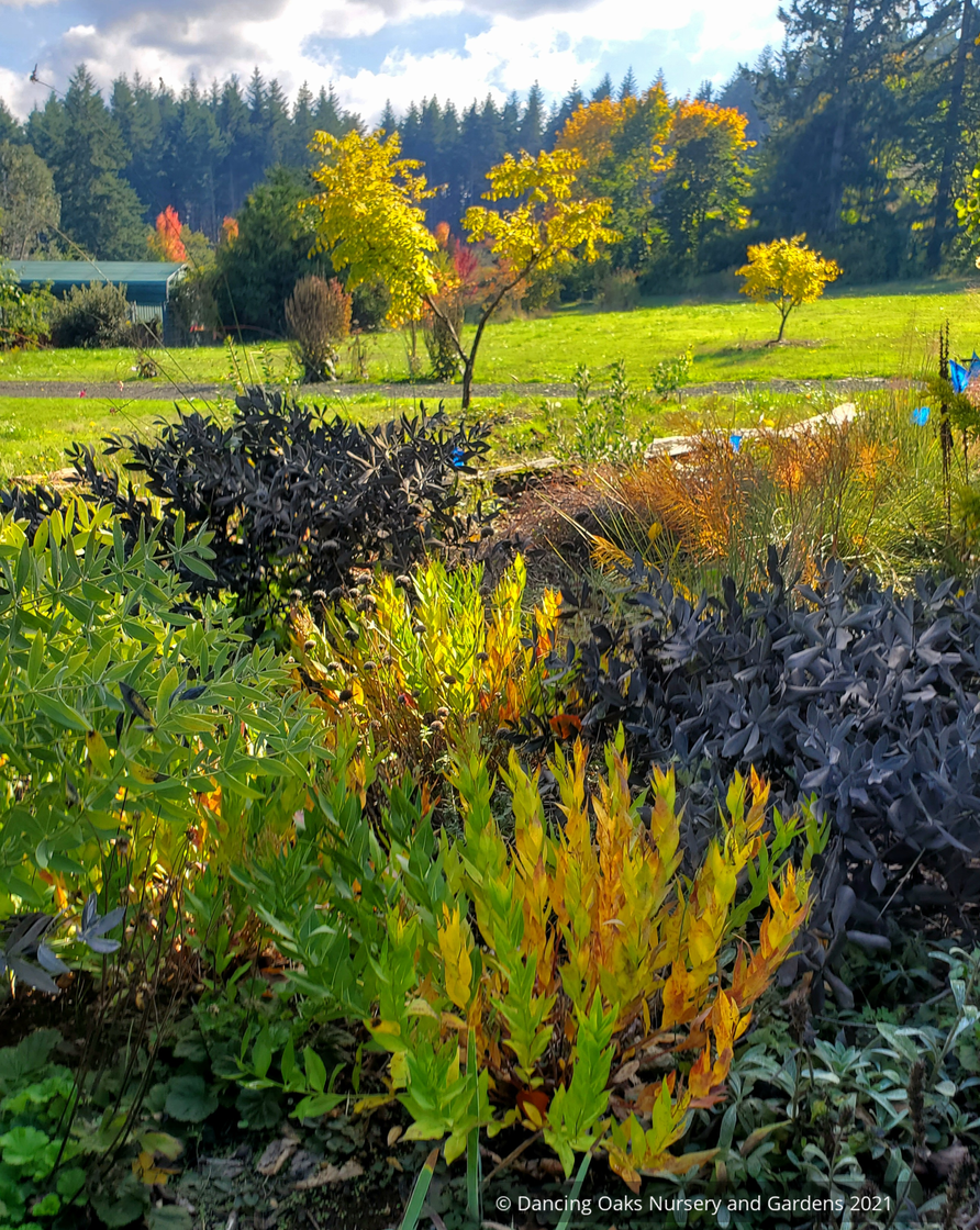 Perennials ~ Amsonia hybrida 'Blue Ice', Blue Star ~ Dancing Oaks Nursery and Gardens ~ Retail Nursery ~ Mail Order Nursery