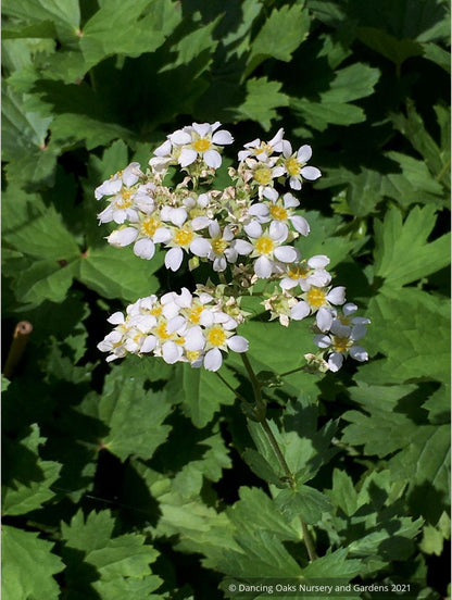 Perennials ~ Boykinia major ssp. major~Large Boykinia~Brookfoam~ Dancing Oaks Nursery and Gardens ~ Retail Nursery ~ Mail Order Nursery
