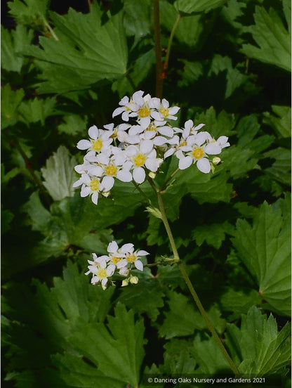 Perennials ~ Boykinia major ssp. major~Large Boykinia~Brookfoam~ Dancing Oaks Nursery and Gardens ~ Retail Nursery ~ Mail Order Nursery