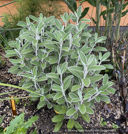 Shrubs ~ Brachyglottis compacta, Castlepoint daisy ~ Dancing Oaks Nursery and Gardens ~ Retail Nursery ~ Mail Order Nursery