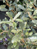 Brachyglottis monroi (syn. Senecio monroi), Monro's ragwort