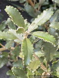 Brachyglottis monroi (syn. Senecio monroi), Monro's ragwort