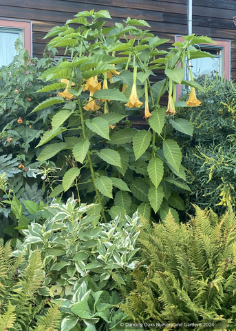 Perennials ~ Brugmansia 'Charles Grimaldi', Angel Trumpet ~ Dancing Oaks Nursery and Gardens ~ Retail Nursery ~ Mail Order Nursery