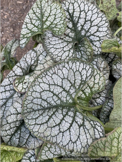 Brunnera 'Sea Heart' PPAF, Siberian Bugloss