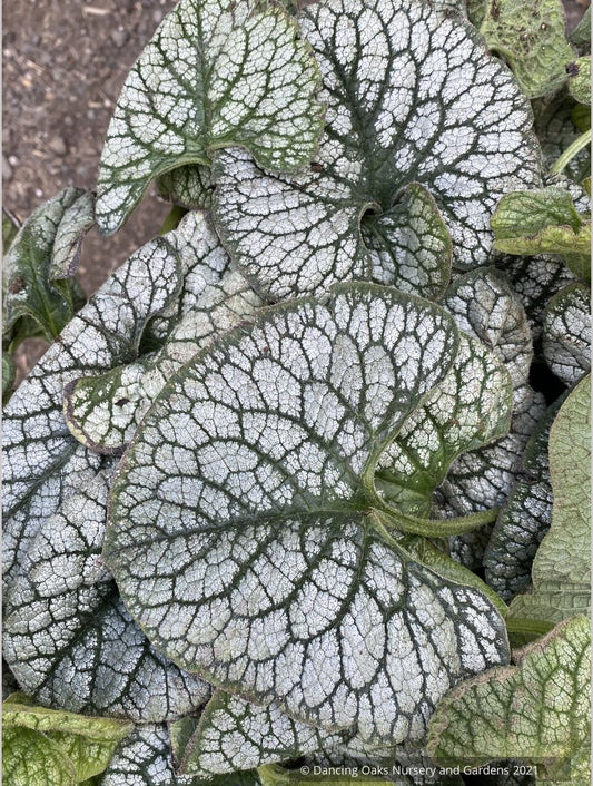 Brunnera 'Sea Heart' PPAF, Siberian Bugloss