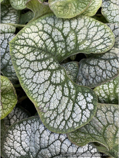 Brunnera 'Sea Heart' PPAF, Siberian Bugloss