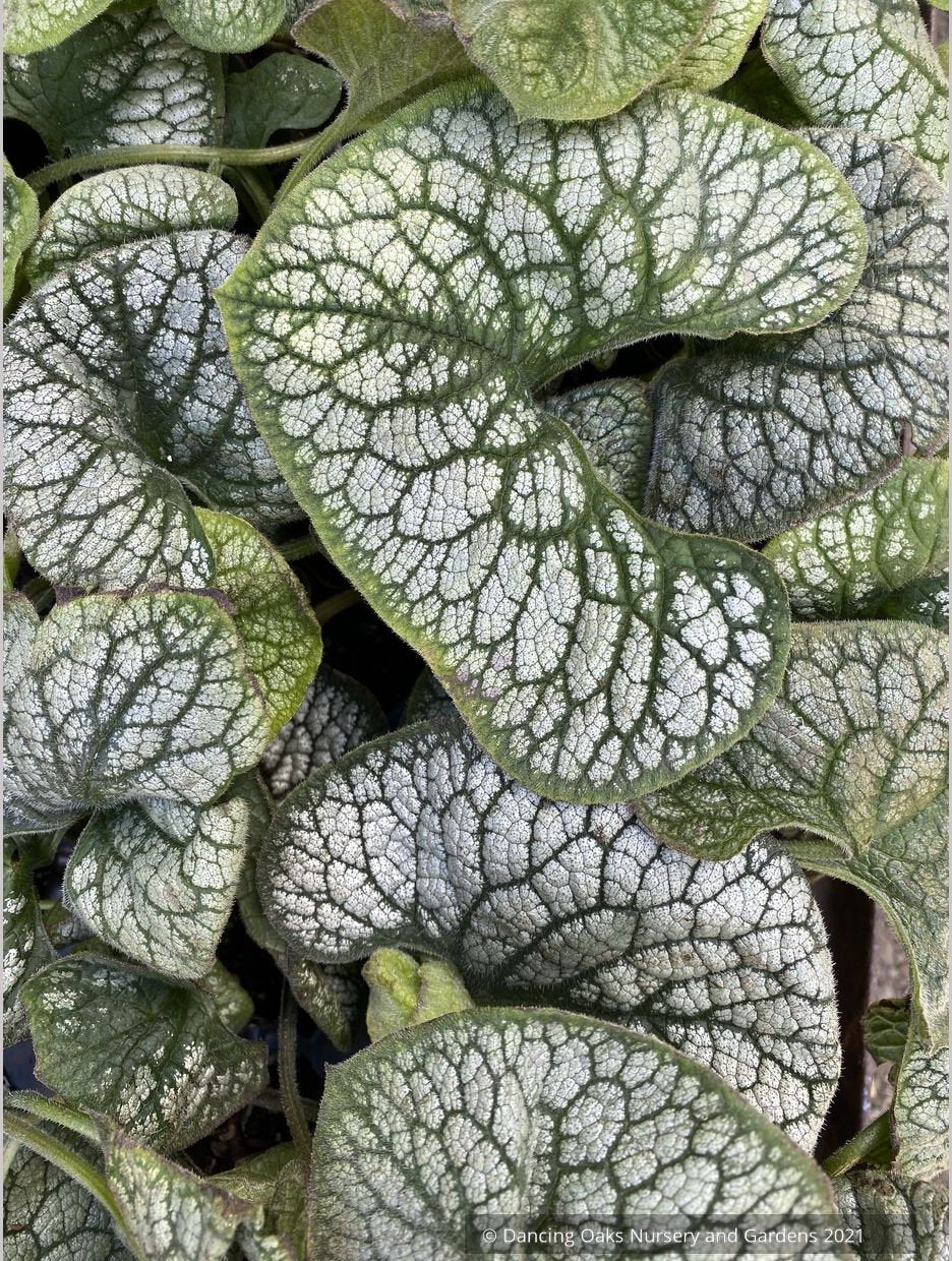Brunnera 'Sea Heart' PPAF, Siberian Bugloss