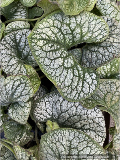 Brunnera 'Sea Heart' PPAF, Siberian Bugloss