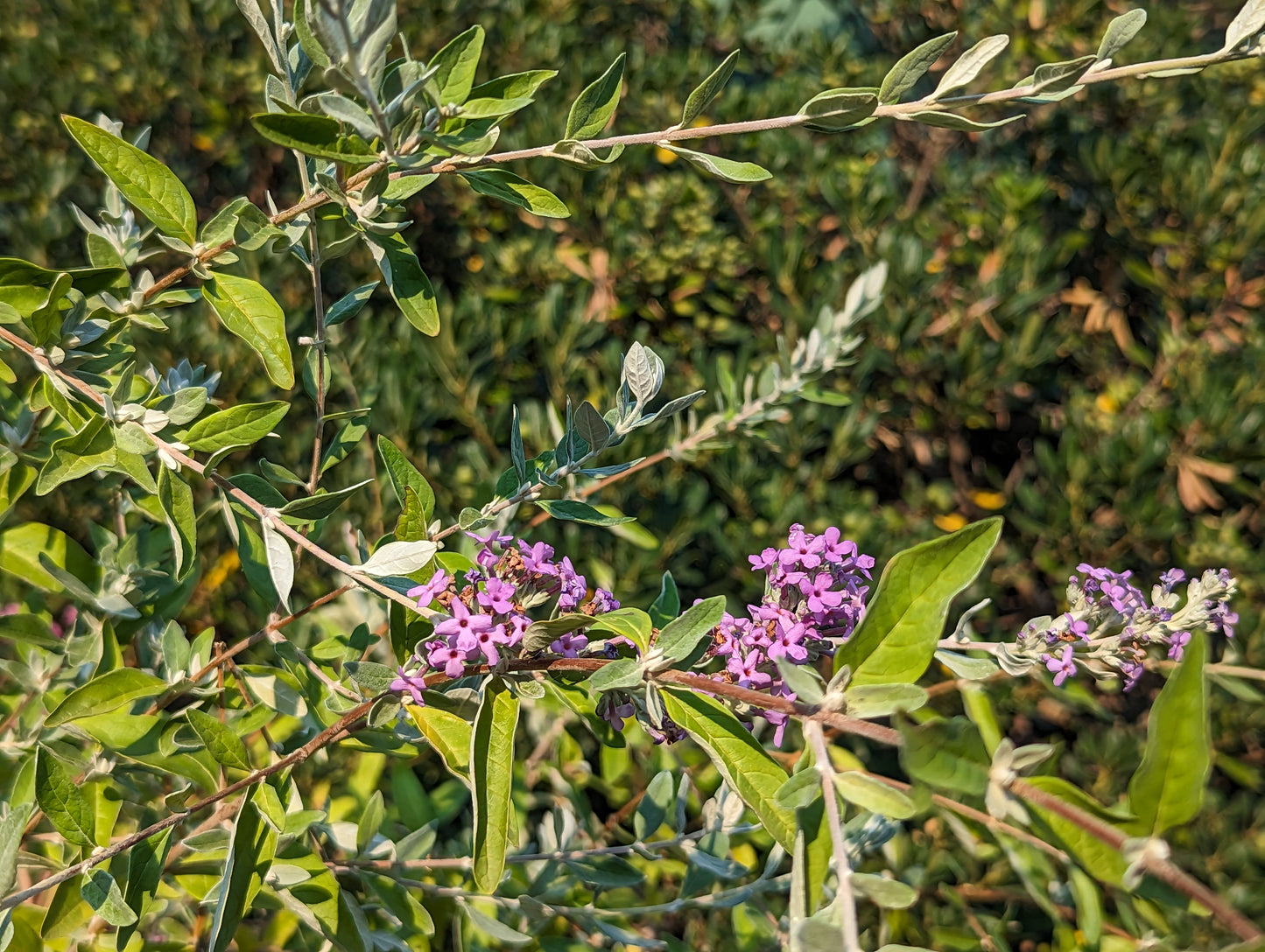 Buddleia x pikei 'Hever Castle', Butterfly Bush