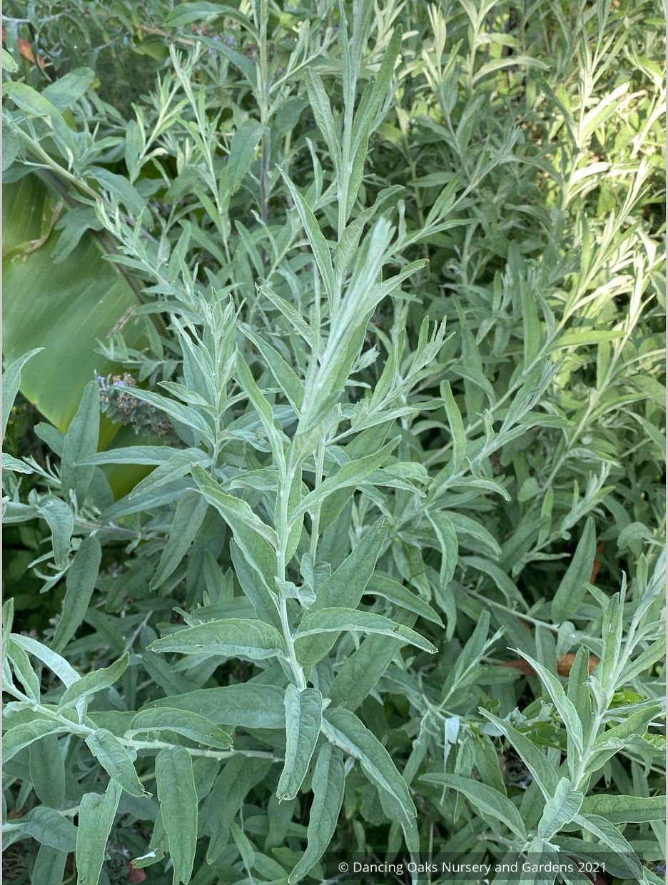 Buddleia alternifolia 'Argentea', Silver Fountain Butterfly Bush