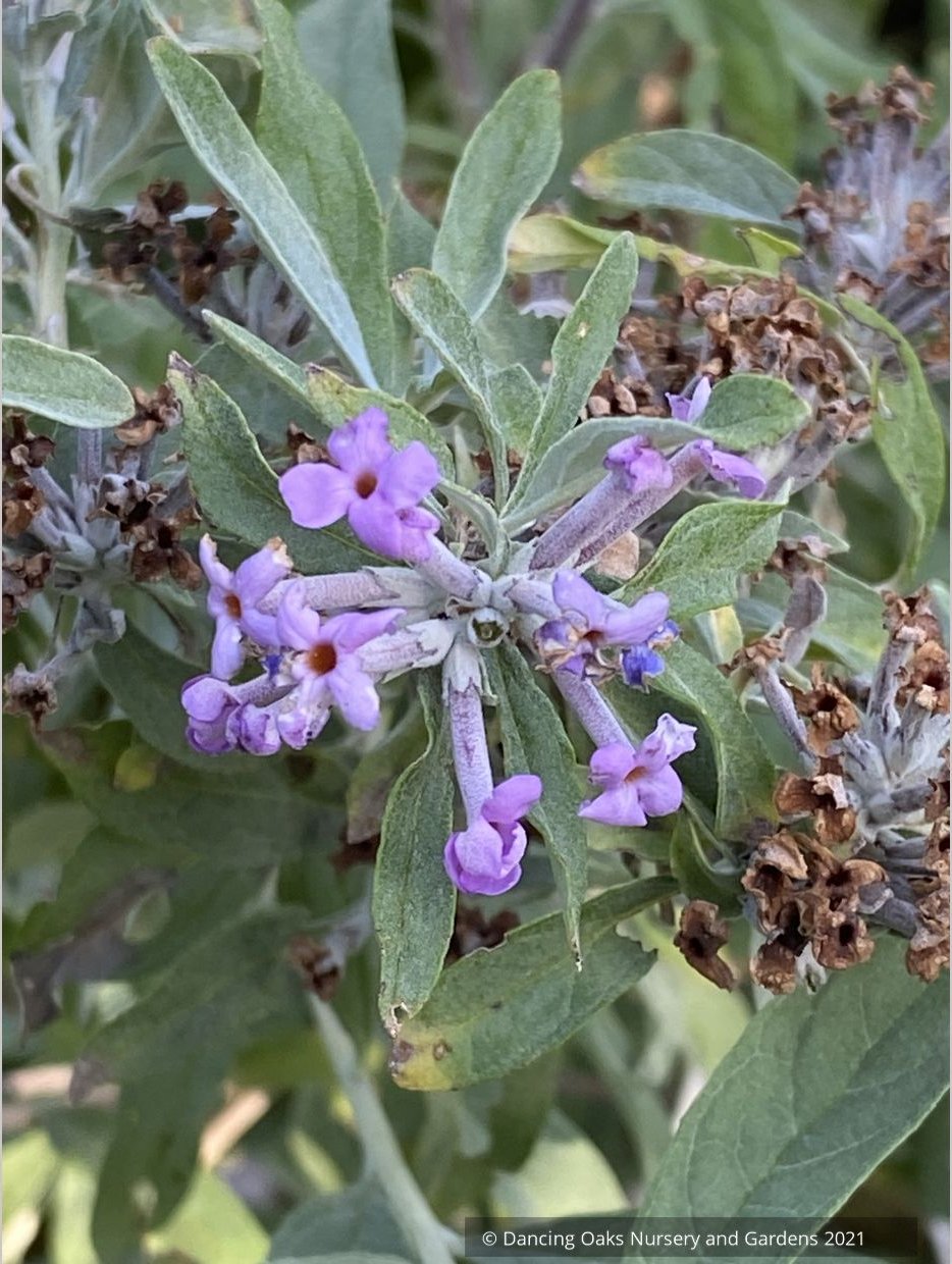 Buddleia alternifolia 'Argentea', Silver Fountain Butterfly Bush