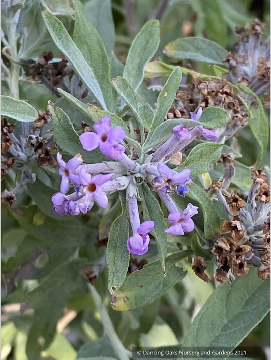 Buddleia alternifolia 'Argentea', Silver Fountain Butterfly Bush