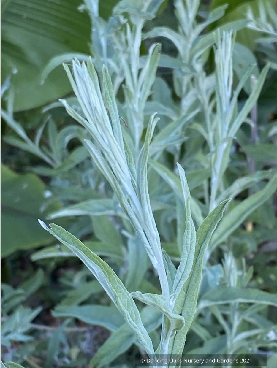 Buddleia alternifolia 'Argentea', Silver Fountain Butterfly Bush