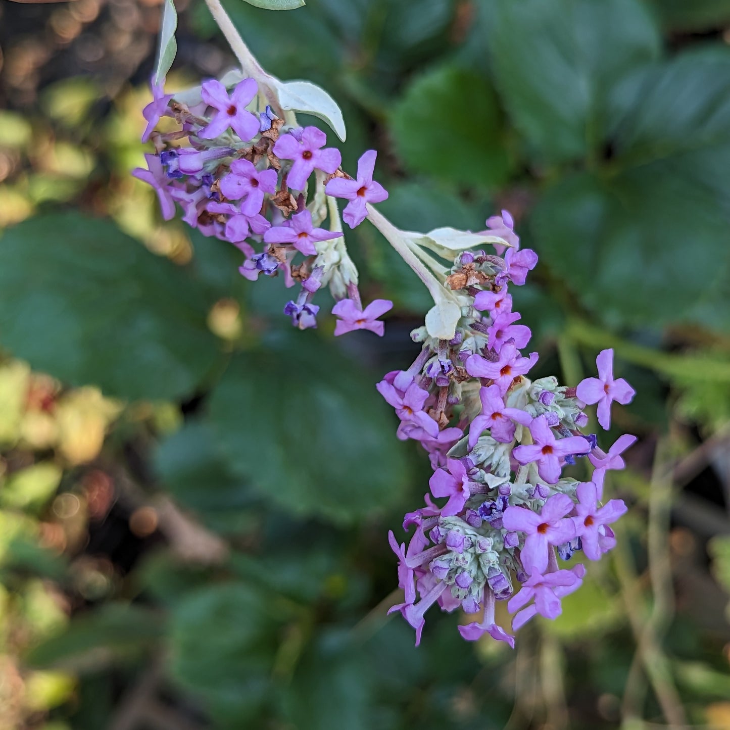 Buddleia x pikei 'Hever Castle', Butterfly Bush
