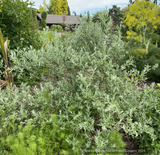 Buddleia alternifolia 'Argentea', Silver Fountain Butterfly Bush