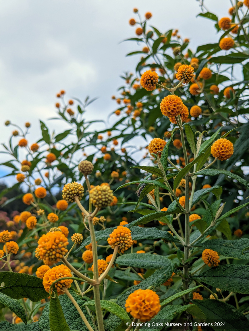 Buddleia globosa, Chilean Orange Ball Tree