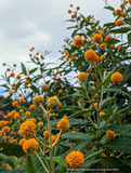 Buddleia globosa, Chilean Orange Ball Tree