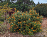 Buddleia globosa, Chilean Orange Ball Tree