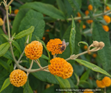 Buddleia globosa, Chilean Orange Ball Tree