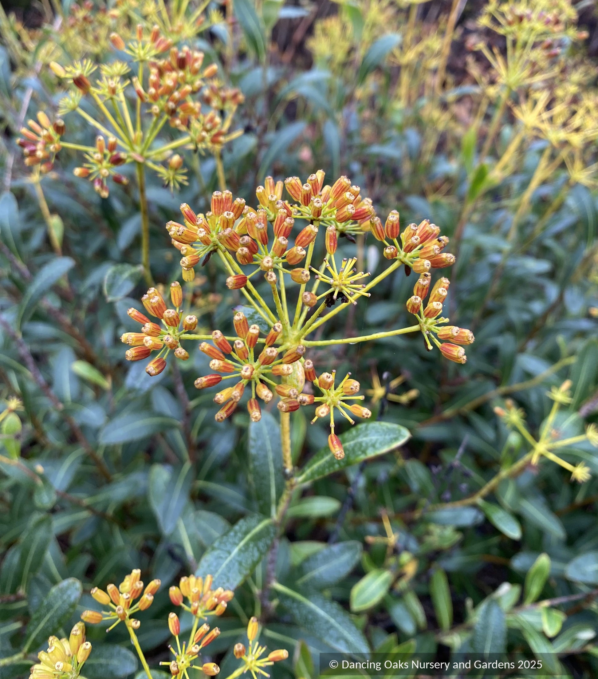 Shrubs ~ Bupleurum fruticosum, Shrubby Hare's Ear ~ Dancing Oaks Nursery and Gardens ~ Retail Nursery ~ Mail Order Nursery