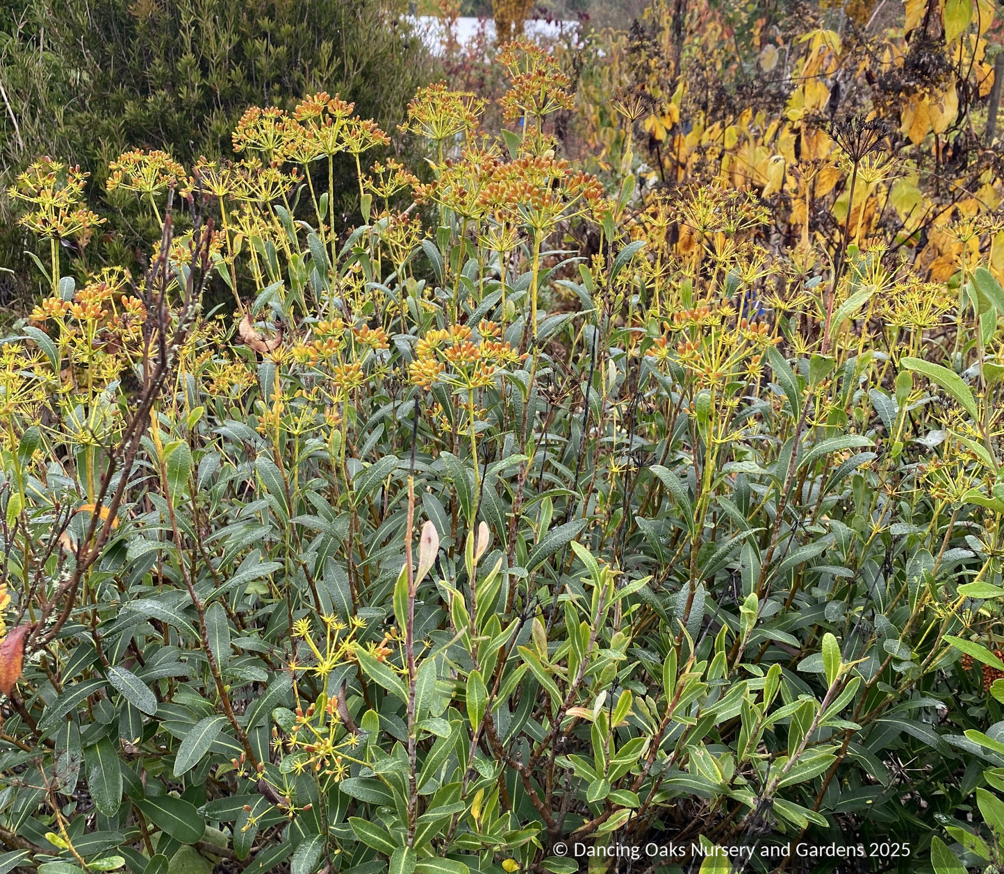 Shrubs ~ Bupleurum fruticosum, Shrubby Hare's Ear ~ Dancing Oaks Nursery and Gardens ~ Retail Nursery ~ Mail Order Nursery